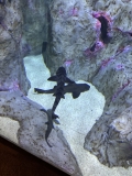 Zebra Sharks